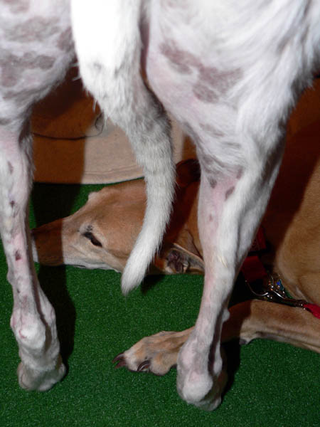 greyhound tail 2.jpg