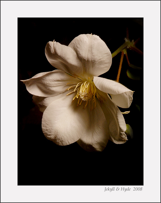 Clematis Color