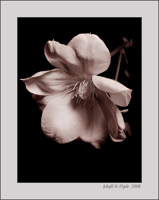 Clematis Sepia