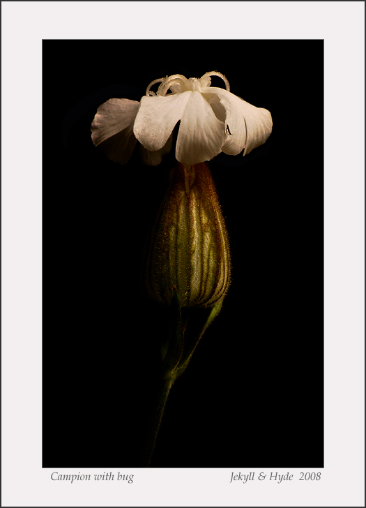 Campion with bug