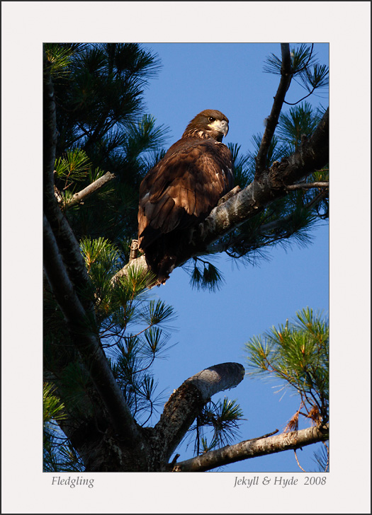 Fledgling