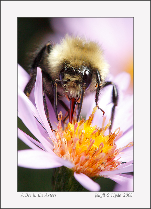 A Bee in the Asters