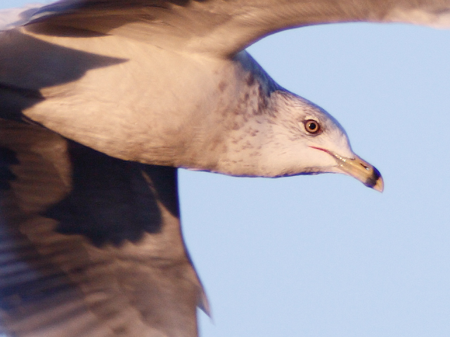 100% crop