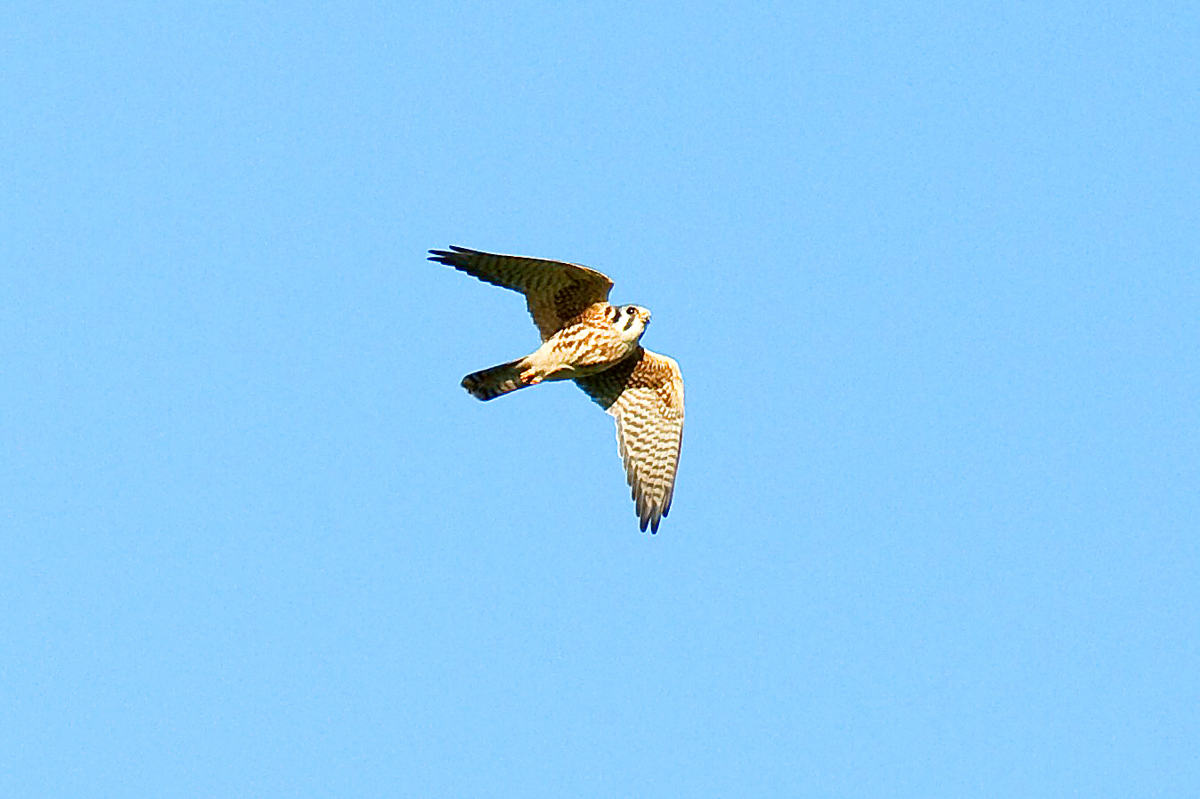 Kestrel_Edit