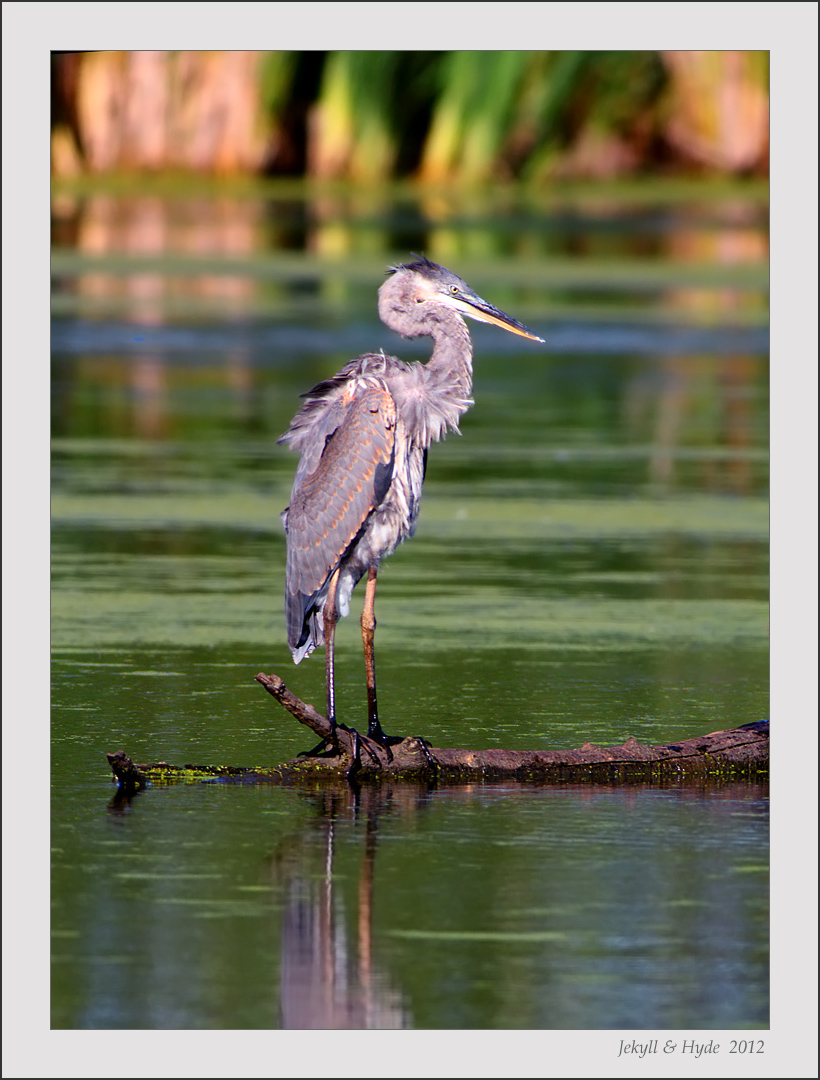Tamron 1.4x