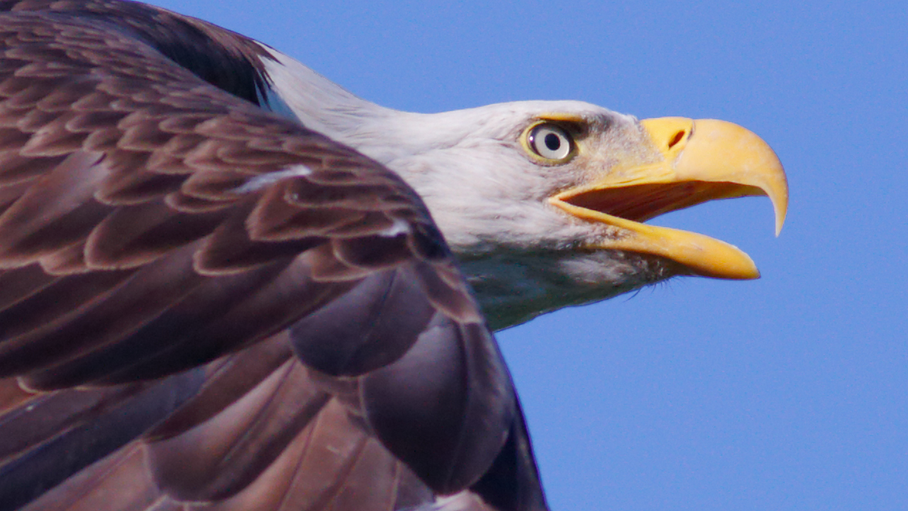 100% Crop