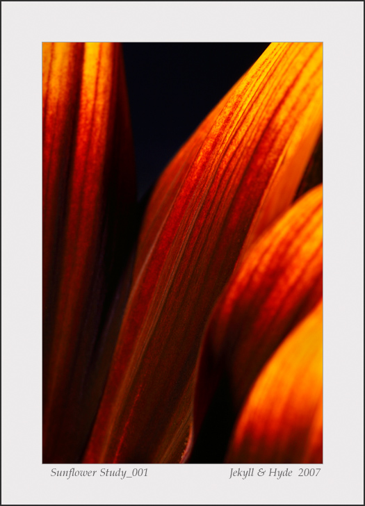 Sunflower Study_001