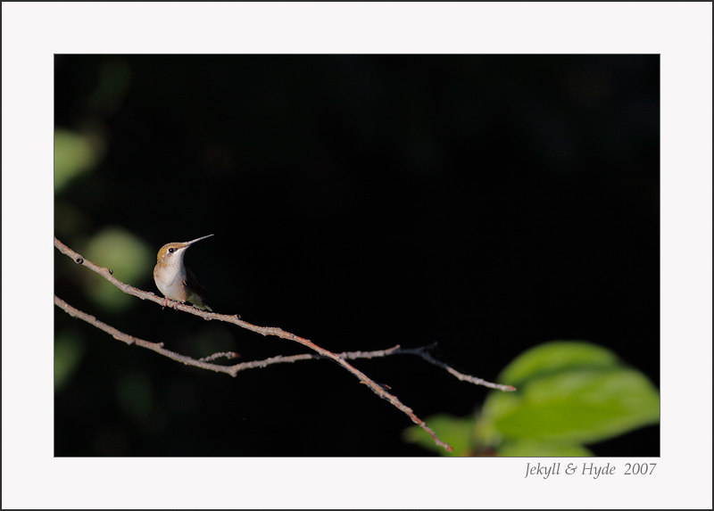 Hummer