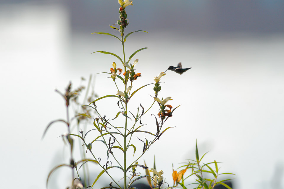 Hummer_uncropped