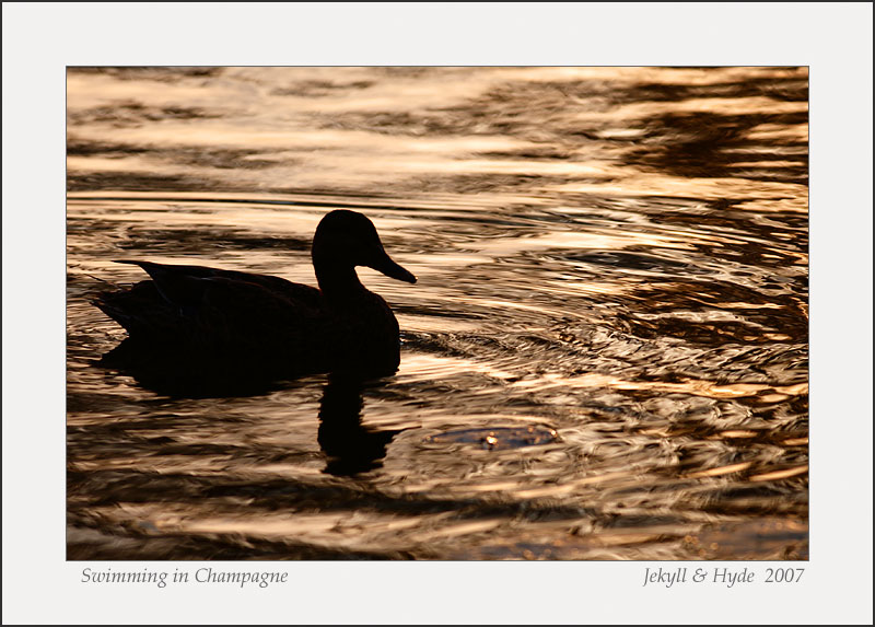 Swimming in Champagne