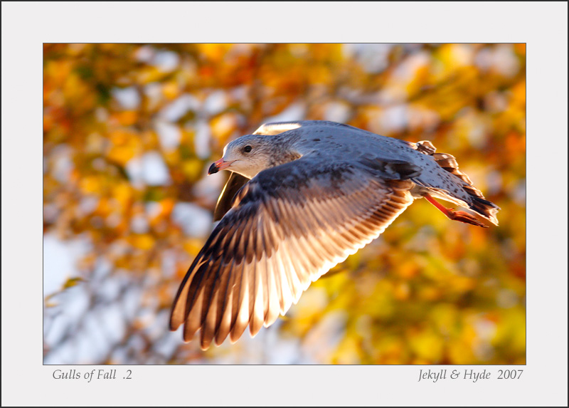 Gulls of Fall .2