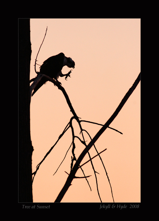 Tree at Sunset