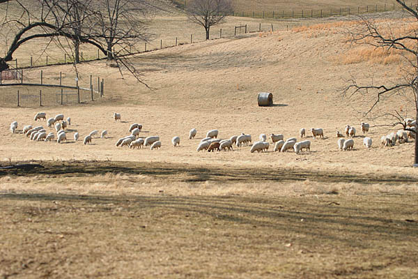 Fieldstone flock