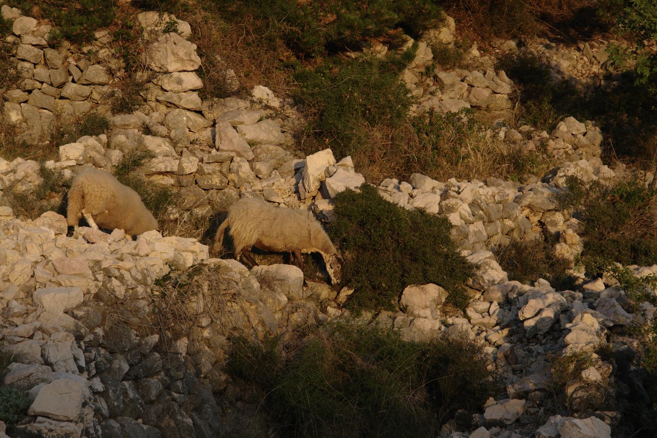 Sheep going to bed