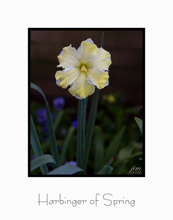 Print Harbinger of Spring Catalogue.jpg