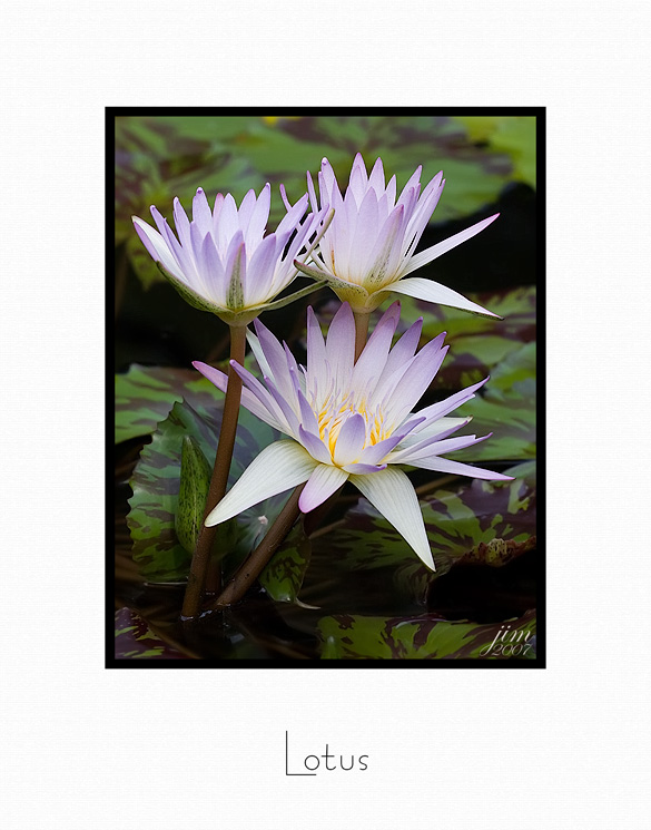 Print Lotus Catalogue.jpg