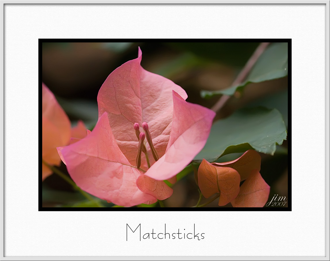 Brochure Matchsticks.jpg