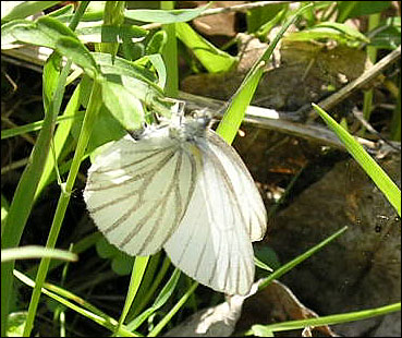 Butterflies of Nova Scotia
