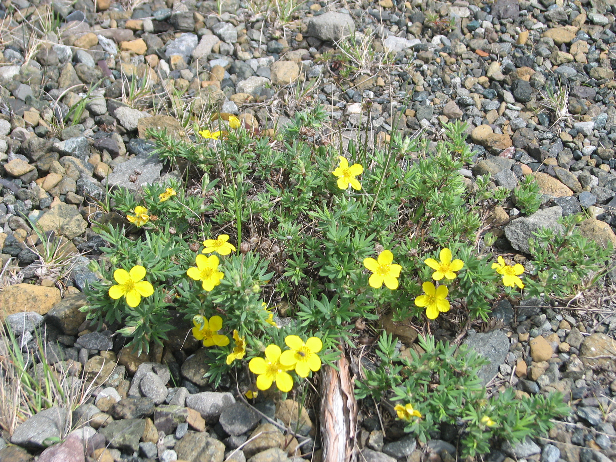 Shrubby Potentilla