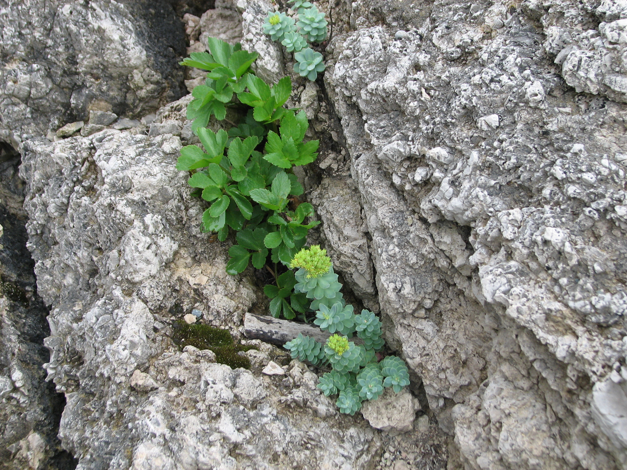 Scotch Lovage and Roseroot (a sedum)