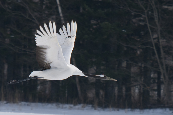 Hokkaido 北海道 - 阿寒国際ツルセンター Akan International Crane Center - Red-crowned Crane (Grus japonensis)