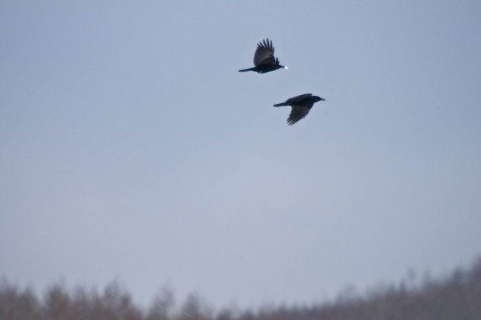 Hokkaido 北海道 - 阿寒国際ツルセンター Akan International Crane Center