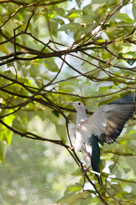 Hong Kong 香港 - 香港公園 Hong Kong Park - Aviary