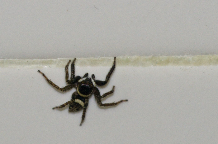 Hong Kong 香港 - some kind of common arachnid