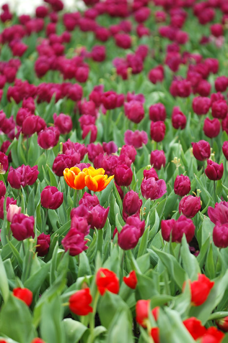 Hong Kong 香港 - 維多利亞公園 Victoria Park - 2008 Flower Fest