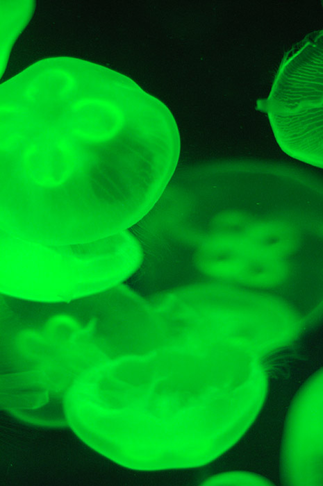 Hong Kong 香港 - 海洋公園 Ocean Park - Jellyfish