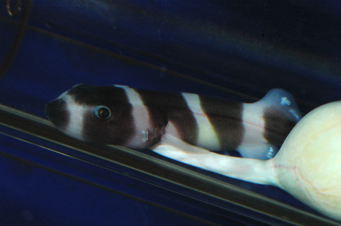 Hong Kong 香港 - 海洋公園 Ocean Park - Baby Shark