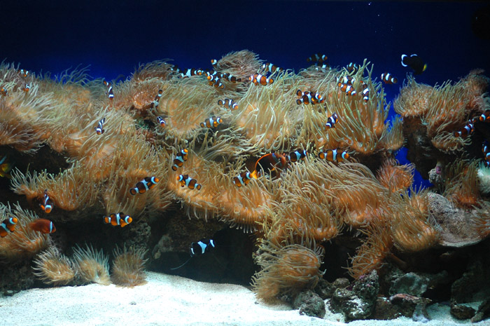 Hong Kong 香港 - 海洋公園 Ocean Park - Clownfish