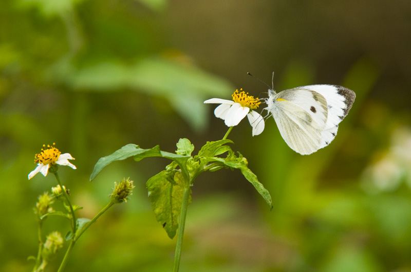 Hong Kong 香港 - 鳳園 Fung Yuen - 東方菜粉蝶 Pieris canidia canidia