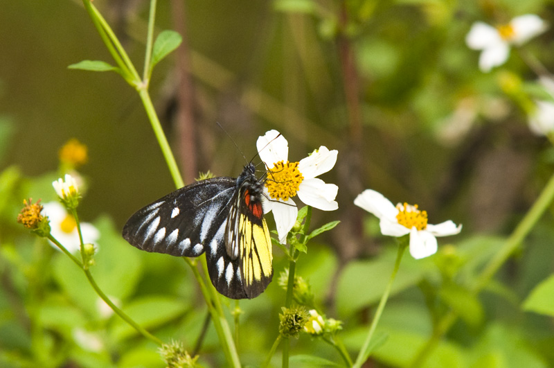 Hong Kong 香港 - 鳳園 Fung Yuen - 報喜斑粉蝶 Delias pasithoe pasithoe