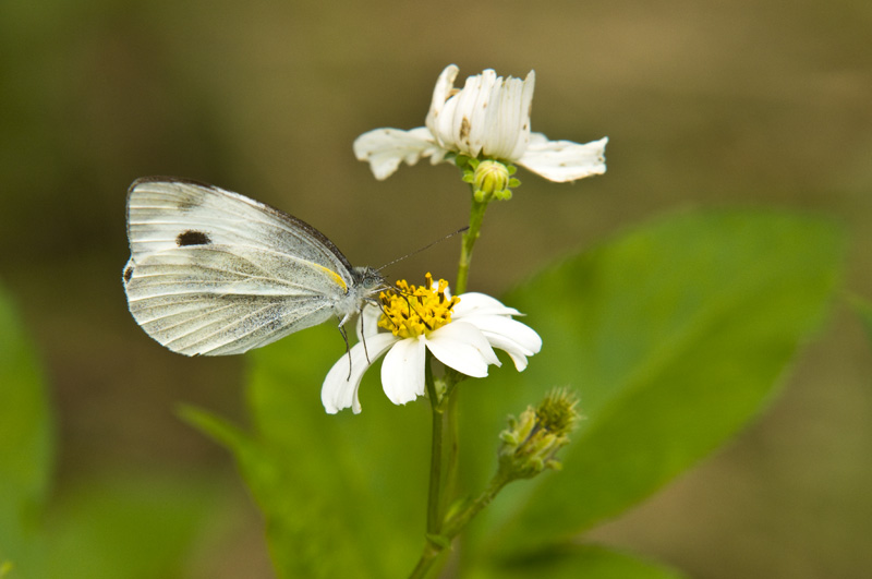Hong Kong 香港 - 鳳園 Fung Yuen - 東方菜粉蝶 Pieris canidia canidia