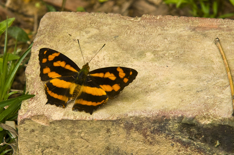 Hong Kong 香港 - 鳳園 Fung Yuen - 散紋盛蛺蝶 Symbrenthia lilaea lunica