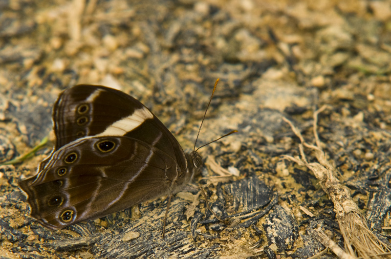 Hong Kong 香港 - 鳳園 Fung Yuen - 白帶黛眼蝶 Lethe confusa confusa
