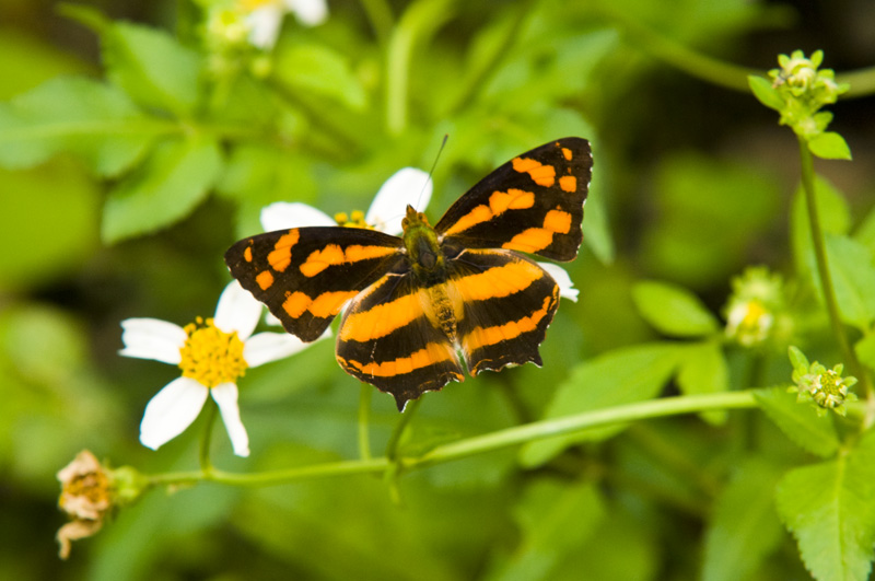 Hong Kong 香港 - 鳳園 Fung Yuen - 散紋盛蛺蝶 Symbrenthia lilaea lunica
