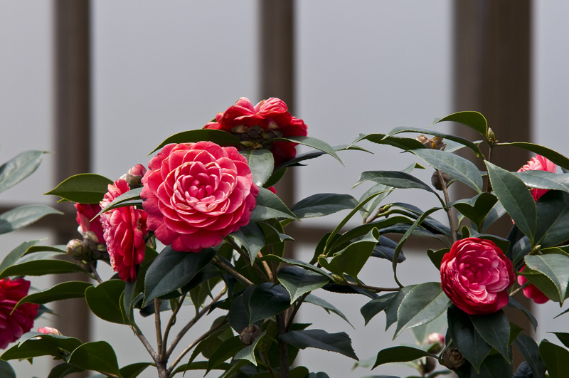 Hong Kong 香港 - 維園花展 Victoria Park Flower Fest