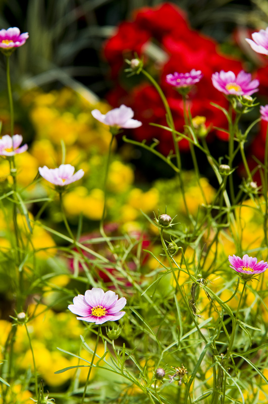 Hong Kong 香港 - 維園花展 Victoria Park Flower Fest