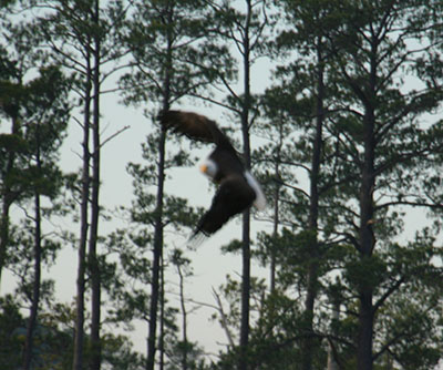 How not to capture an eagle in flight. Lesson 1.