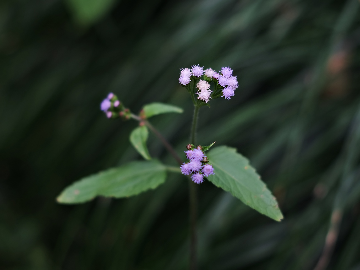 little flowers...