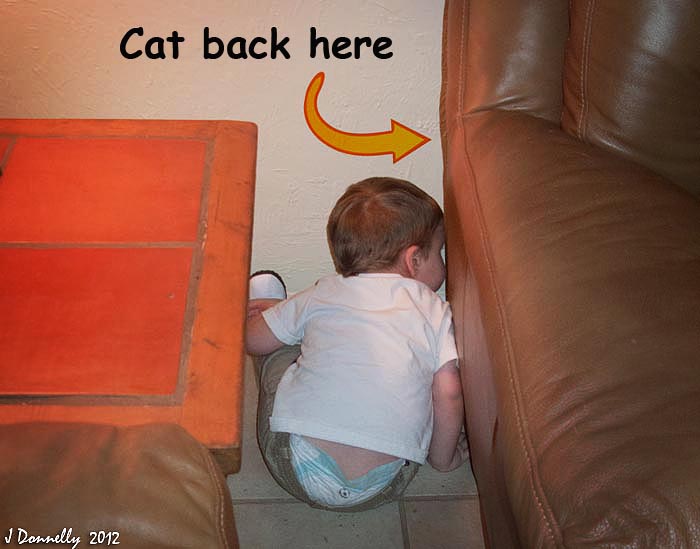 Cat Stalking