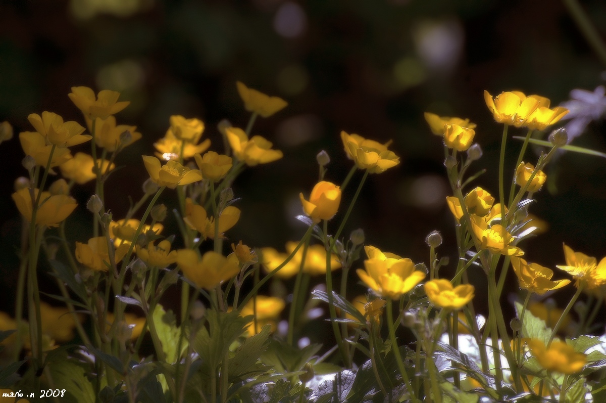 DSC_0019 b.jpg