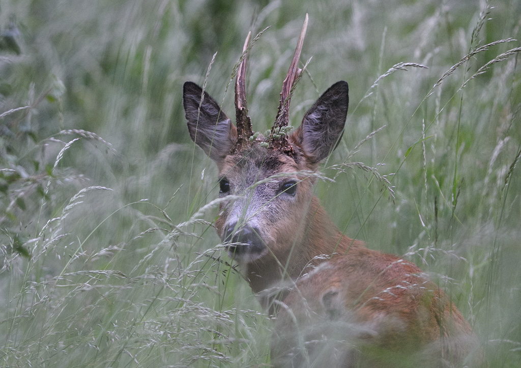 Roe Deer