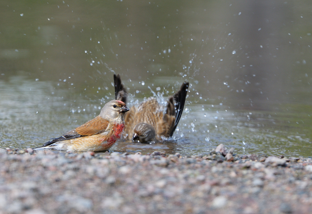 Linnet