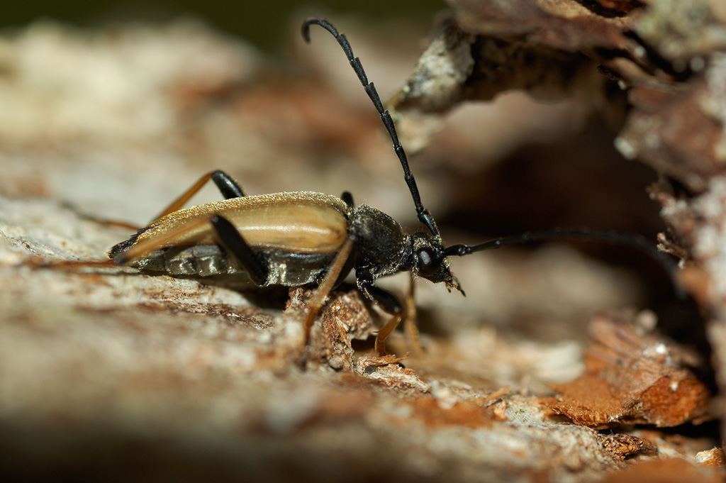 Gulrd blombock (Stictoleptura rubra)
