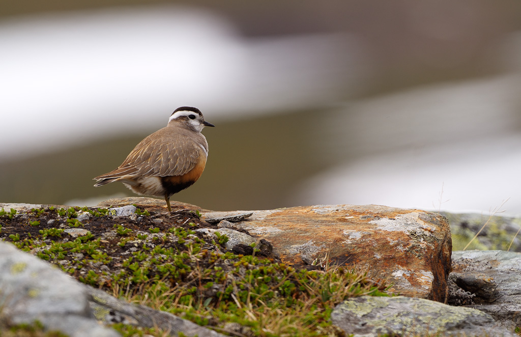 Fjllpipare - Eurasian Dotterel