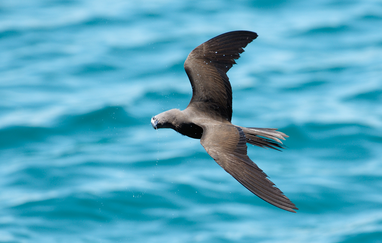 Brown Noddy