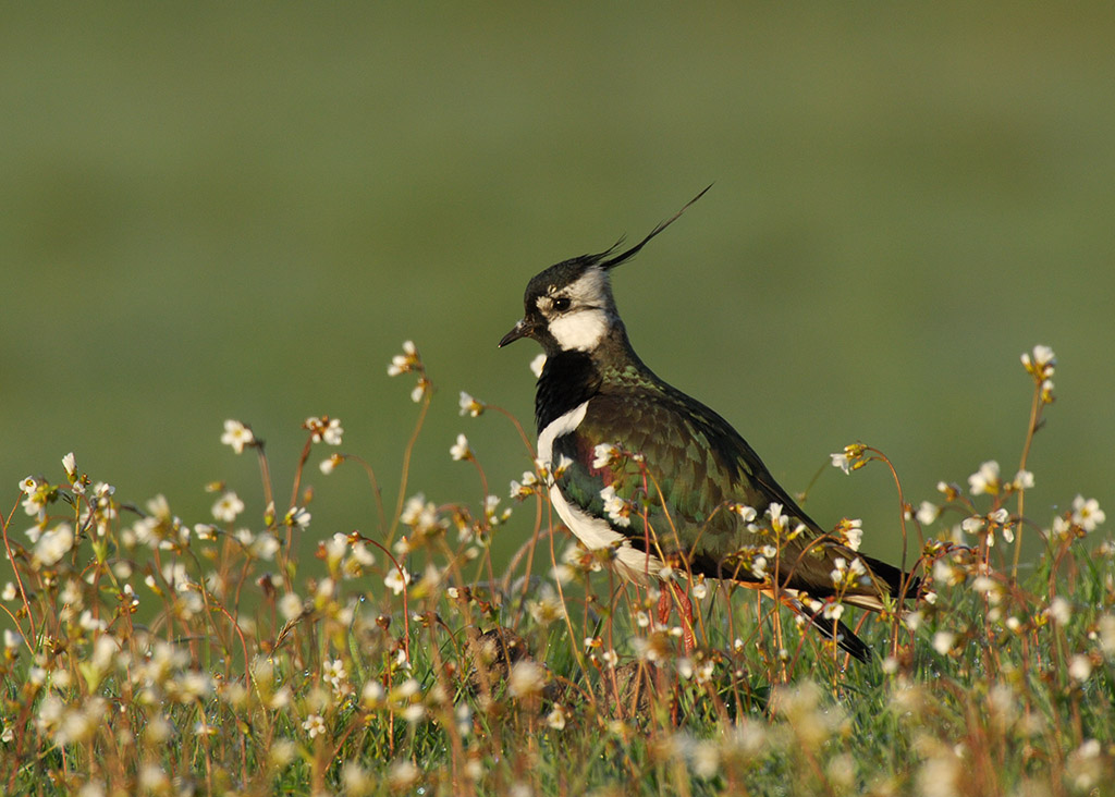 Northern Lapwing